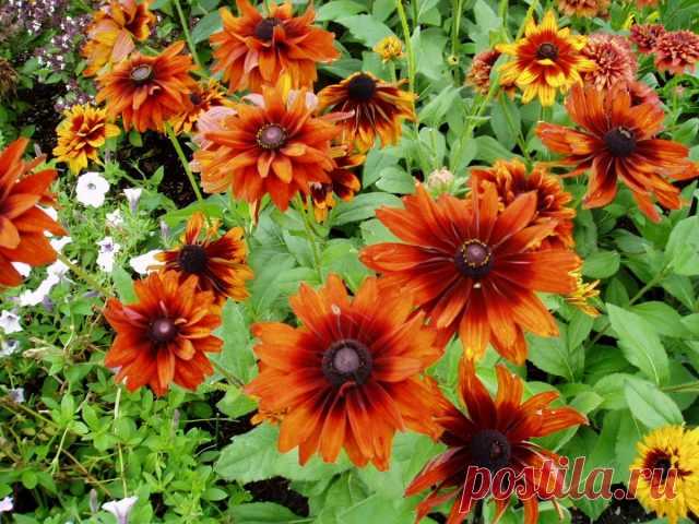 Рудбекия «Чероки Сансет» (Rudbeckia ‘Cherokee Sunset’)