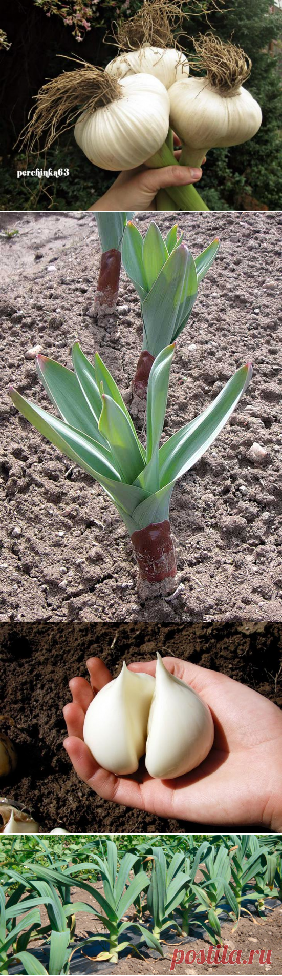 Рокамболь – гигантский чеснок,что за чудо?