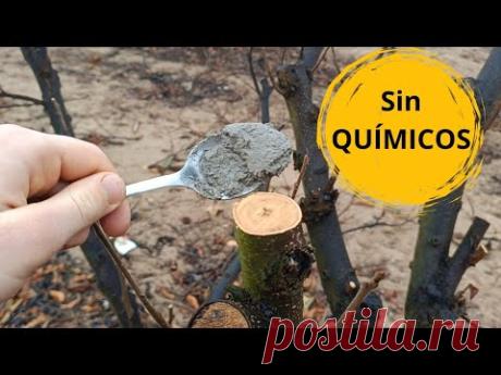 Pasta cicatrizante SIN QUÍMICOS para después de poda de árboles.