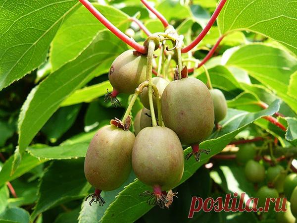 Как выращивать и ухаживать за актинидией &#8212; Чудеса