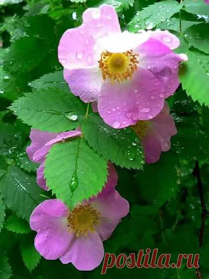 🌿💮💕💮💕💮 А вот и мы, Дикая Роза. Из всех девочек Rose Hips я люблю больше всех и повстречав её в лесу или на озере словно пчёл сую в цветущий куст жало😀. Чудесный аромат! Настойка шиповника очень полезна и правильно заварив горсть сухих ягод, вы очистите своё сердце от жировых бляшек холестерина. Рецепт заварки не хитрый, надо лишь помнить что долго кипятить плоды шиповника нельзя: