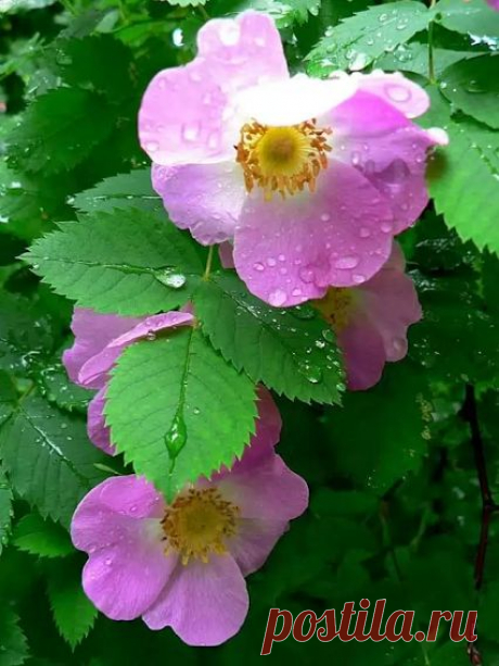 🌿💮💕💮💕💮 А вот и мы, Дикая Роза. Из всех девочек Rose Hips я люблю больше всех и повстречав её в лесу или на озере словно пчёл сую в цветущий куст жало😀. Чудесный аромат! Настойка шиповника очень полезна и правильно заварив горсть сухих ягод, вы очистите своё сердце от жировых бляшек холестерина. Рецепт заварки не хитрый, надо лишь помнить что долго кипятить плоды шиповника нельзя: