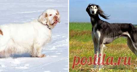 15 замечательных пород собак, о которых мы никогда не слышали