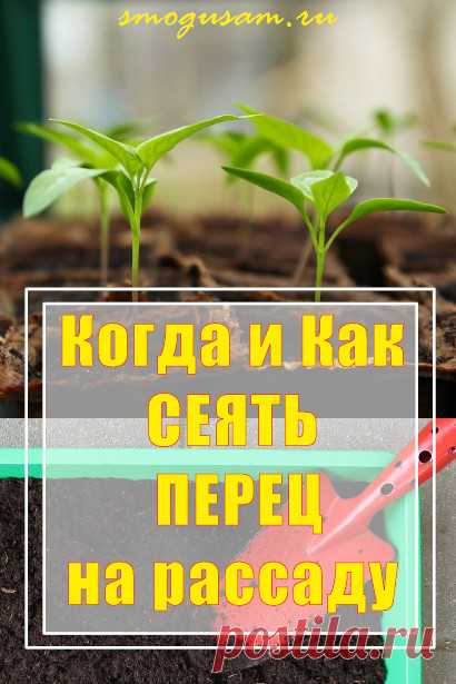 Как и когда лучше всего сеять перцы на рассаду. Секреты крепкой рассады перца.