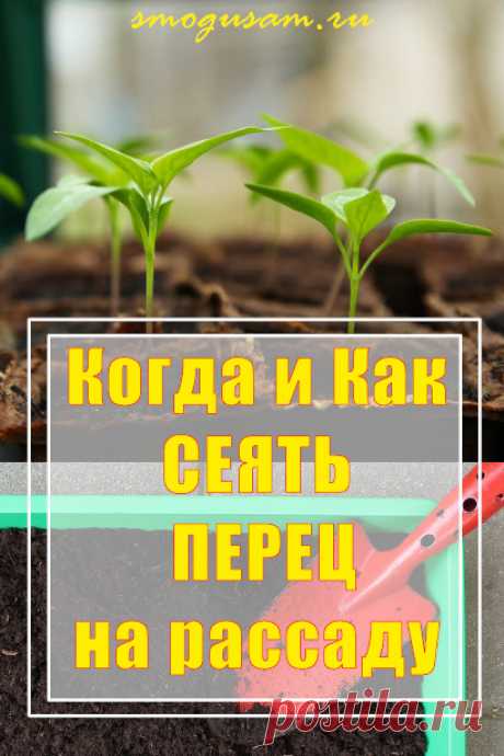 Как и когда лучше всего сеять перцы на рассаду. Секреты крепкой рассады перца.