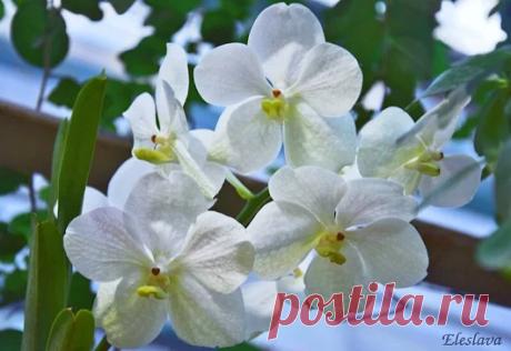 eleslava - Google+