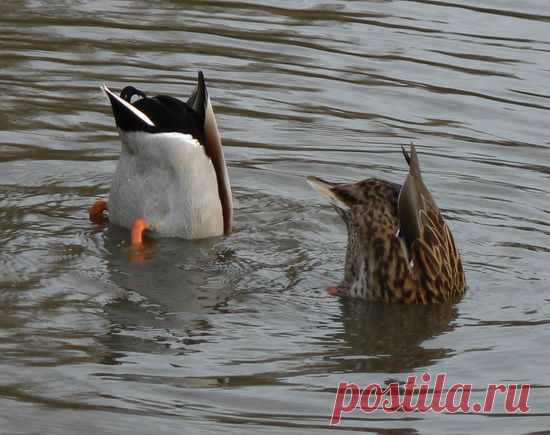 ​Альтернативные пули – «за» и «против»! ОЛЕНЬ ОПЫТ ЛОВЛЯ ЗВЕРЬ ПУЛЯ МУЖЧИНА ШКУРА ВИНТОВКА ЛИСИЦА ружьё дичь добыча зверь кабан собаки гончая олень сокол дробь лес сезон собака желание осторожность охотник порох опасность капкан карабин дрофа стрельба медведь животные тропа лось стрелок хищник патрон утка дробовик кулик овца заяц браконьерство винтовка рябчик выслеживание гидрокостюм выстрел волк борзая куропатка нож водка селезень олени лиса глухарь оружие гончии