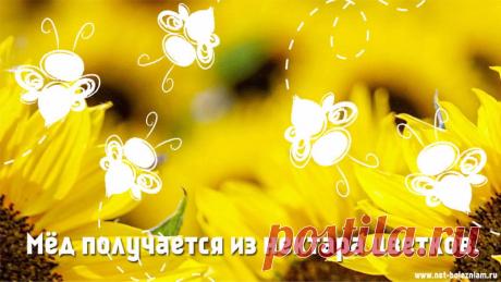 В чём польза мёда: 7 главных его свойств и кому нельзя его есть? 

Как известно, мёд производится пчелами. В зависимости от того с какими растениями контактируют они, варьируют свойства мёда.