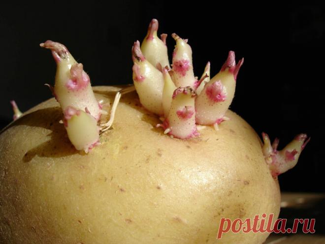 Применение ростков картофеля в народной медицине. Настойка из ростков картофеля считалась отличным средством от боли и не только. Перебирая картофель, мы откладываем позеленевшие клубни в сторону, срезаем побольше до белой мякоти или готовим на посадку. А росточки выбрасываем. Но не многие знают, что зеленые картофелины являются прекрасным средством для лечения многих недугов.