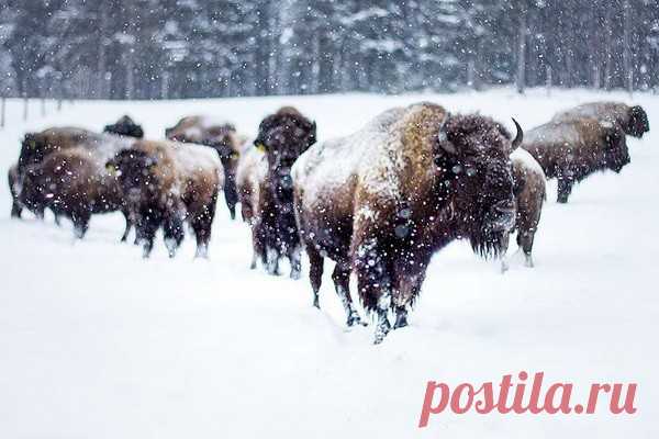 В 1984 году ученые съели бизона возрастом 50 000 лет Blue Babe был бизоном с двумя жизнями. Первый произошел 50 000 лет назад, когда степной бизон (Bison priscus) бродил по Аляске, пока не встретил свой конец от зубов льва. Вторая же началась десятки тысяч лет спустя, когда его мумифицированные останки были извлечены из внутренней вечной...