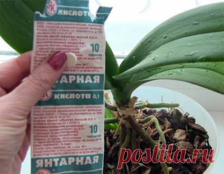 Это средство реанимирует даже самое безнадежное растение