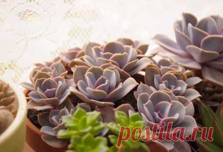 10 причин, почему я люблю эхеверии | Succulent life | Яндекс Дзен