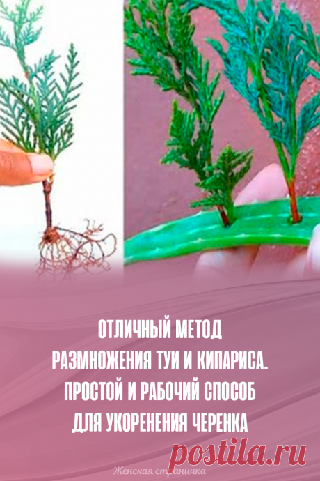 Отличный метод размножения туи и кипариса. Простой и рабочий способ для укоренения черенка