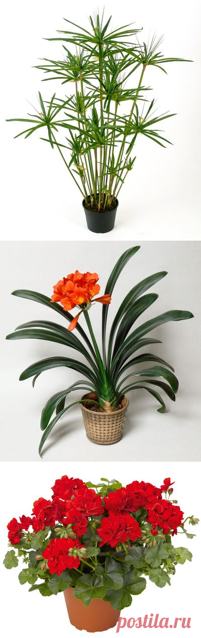 Какие комнатные растения приносят пользу для здоровья — Барановичи. Intex-press — Новости Барановичского региона