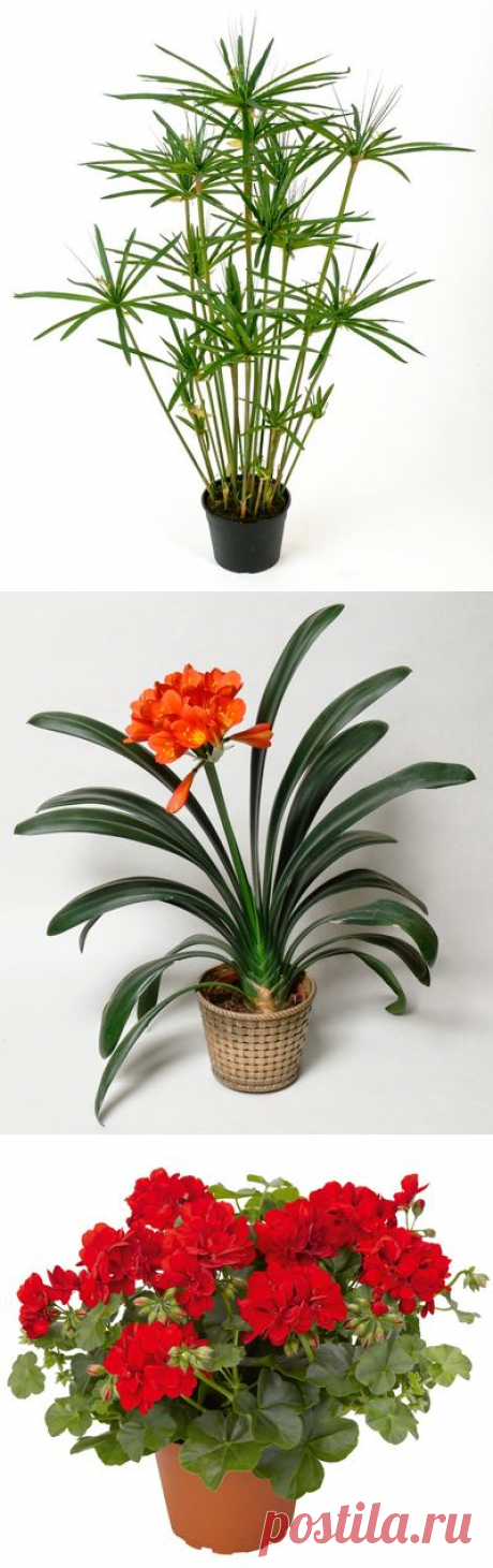 Какие комнатные растения приносят пользу для здоровья — Барановичи. Intex-press — Новости Барановичского региона