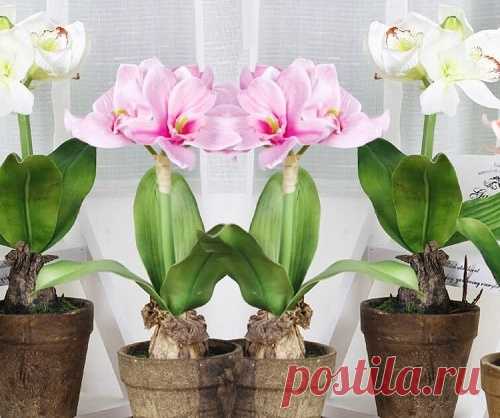 Секрет роскошного цветения комнатных растений