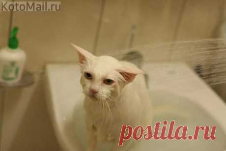 Безысходность | KotoMail.ru