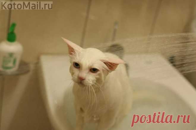 Безысходность | KotoMail.ru