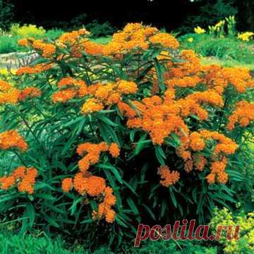 Amazon.com : Park Seed Butterfly Weed Seeds : Garden & Outdoor