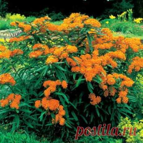 Amazon.com : Park Seed Butterfly Weed Seeds : Garden & Outdoor