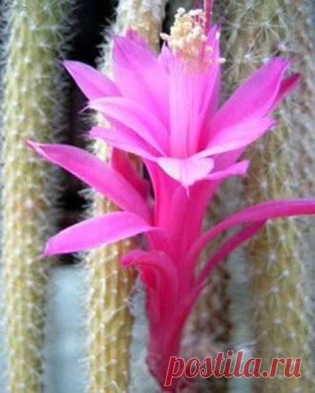 Апорокактус плетевидный (Aporocactus flagelliformis)