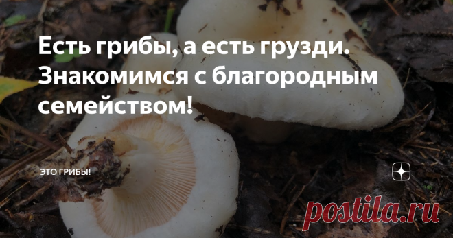 Есть грибы, а есть грузди. Знакомимся с благородным семейством! В стародавние времена наши предки делили грибное царство строго пополам - на сами грибы (горбы, губы) и на грузди. Увы, к природе они относились донельзя прагматично и от идеалов нынешних 