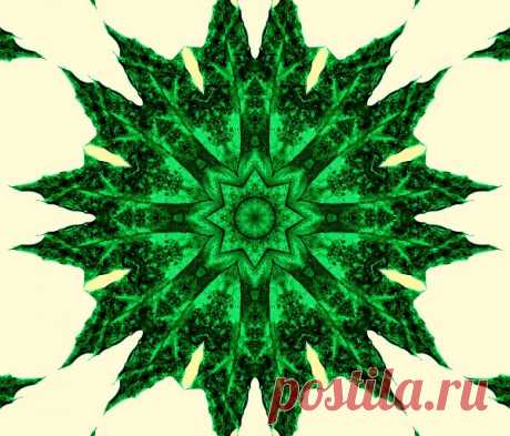 Green Floral Mandala  Free Stock Photo HD - Public Domain Pictures