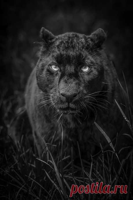 black-