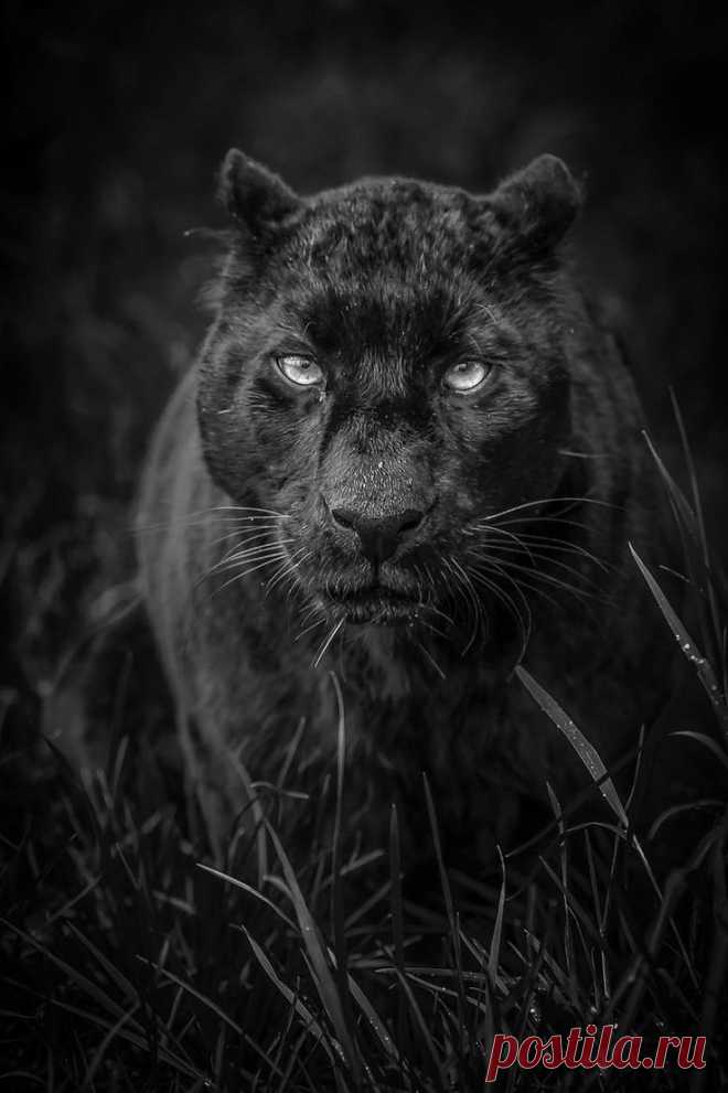 black-