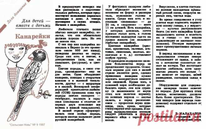 Канарейки