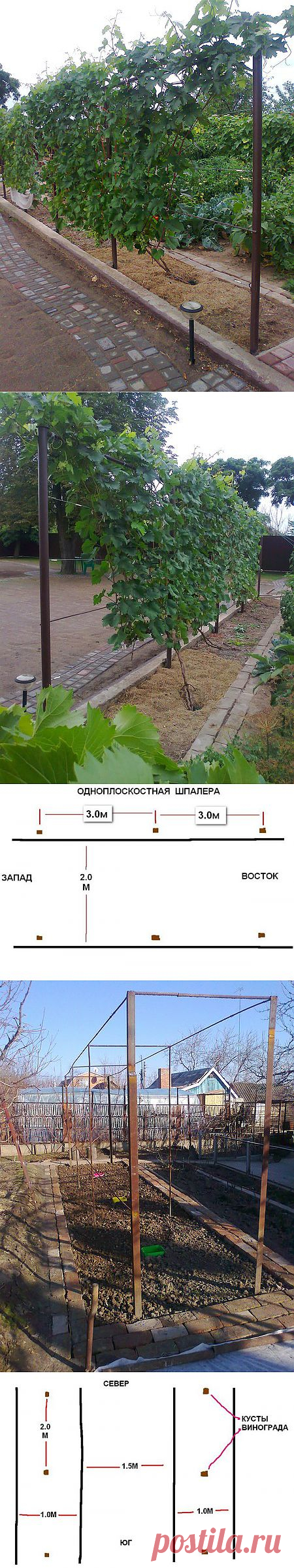 Планирование посадки виноградника.