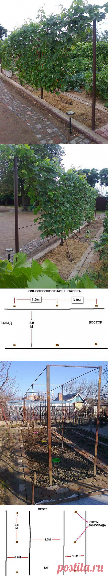 Планирование посадки виноградника.