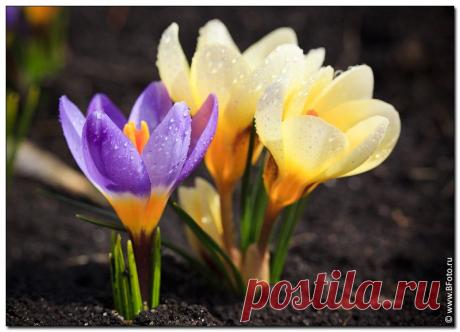 Живые цветы фото высокого разрешения, фотосток