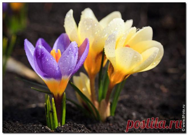 Живые цветы фото высокого разрешения, фотосток