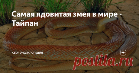 Самая ядовитая змея в мире -Тайпан Тайпан- род очень опасных ядовитых змей семьи Аспидовых. Имеет 3 вида: прибережный тайпан, континентальный тайпан и открытый в 2007-ом году тайпан внутренних территорий. О последнем виде, до сих пор нет конкретных данных. Некоторые ученые считают его просто подвидом прибережного тайпана.
Средний размер этого вида ‒ 1,96 м, масса около 3 кг, но есть зафиксированный представитель с длинной ‒ 2,9 м