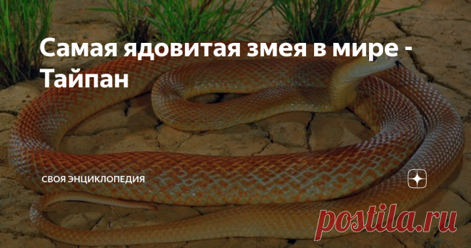 Самая ядовитая змея в мире -Тайпан Тайпан- род очень опасных ядовитых змей семьи Аспидовых. Имеет 3 вида: прибережный тайпан, континентальный тайпан и открытый в 2007-ом году тайпан внутренних территорий. О последнем виде, до сих пор нет конкретных данных. Некоторые ученые считают его просто подвидом прибережного тайпана.
Средний размер этого вида ‒ 1,96 м, масса около 3 кг, но есть зафиксированный представитель с длинной ‒ 2,9 м