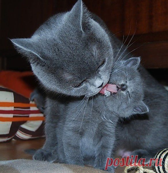 МОИ ЛЮБИМЫЕ КОШЕЧКИ И КОТЫ...