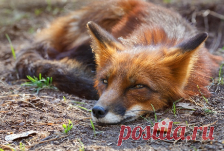 Лисья истома в объективе Олега Богданова: nat-geo.ru/community/user/163720 Доброе утро 💛 🦊
