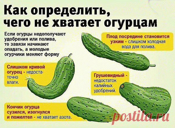 Фотография в альбоме «Гифы»
