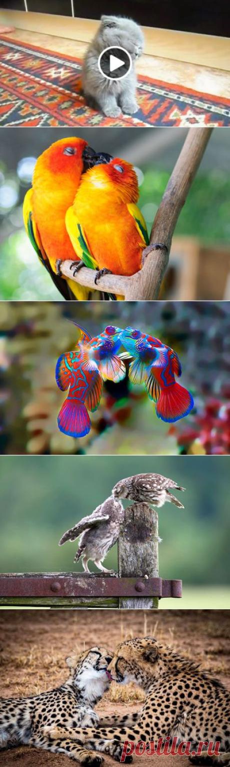 15 забавных фото целующихся животных &amp;#8211; Фитнес для мозга