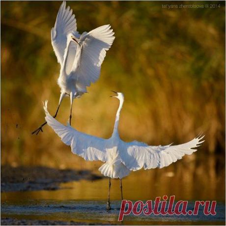 (47) Одноклассники