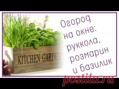 Огород на окне: руккола, розмарин и базилик - YouTube