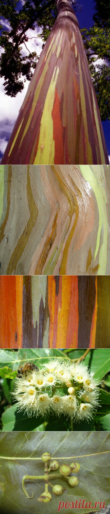 Радужный эвкалипт (26 фото)