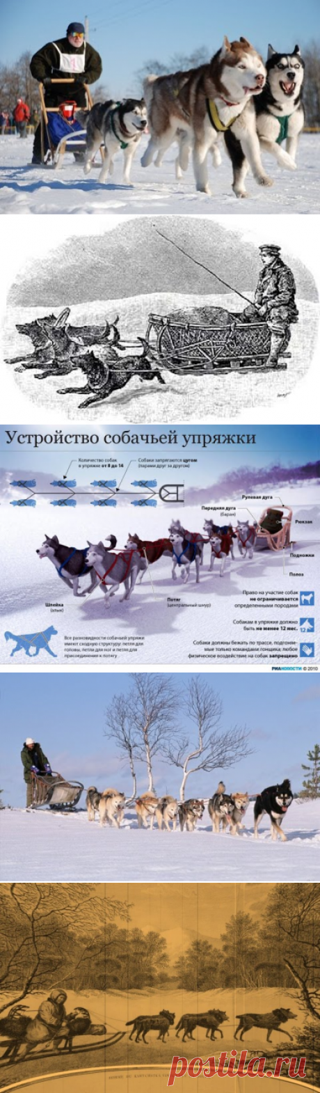 Гонки на собачьих упряжках с участием сибирских хаски. Разновидности соревнований с упряжками для хаски – тренировки, снаряжение и правила гонок (Невероятный Хаски энциклопедия)