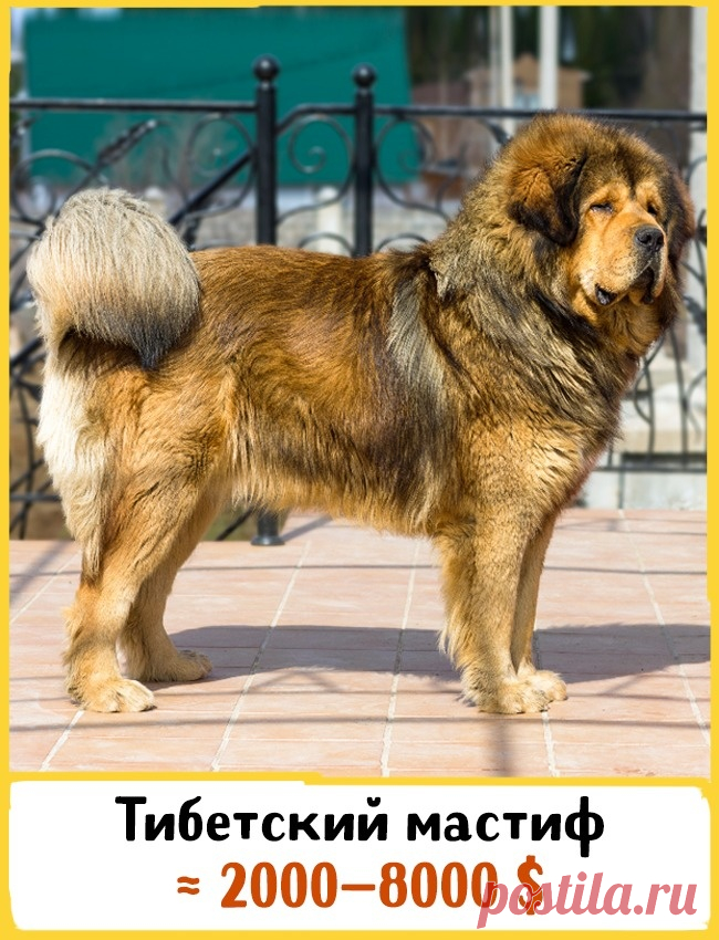19 великолепных собак, которые стоят целое состояние