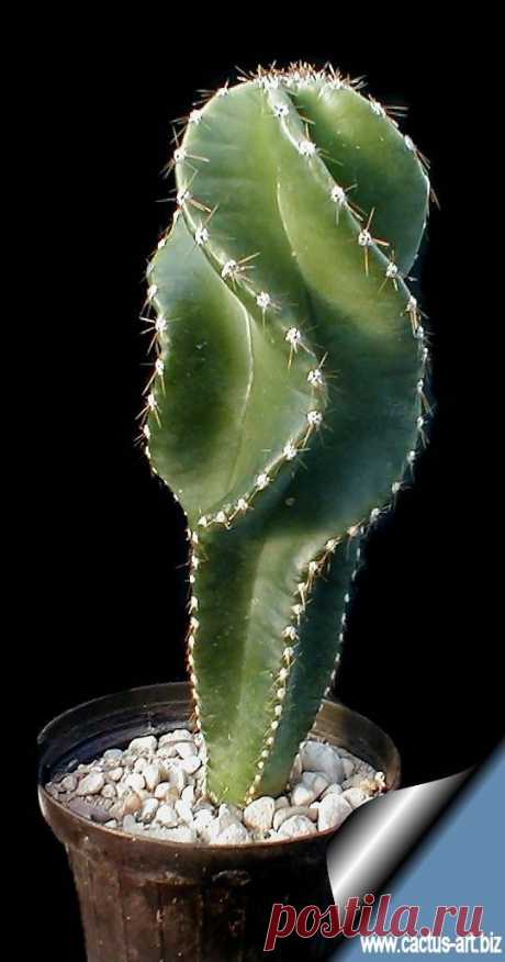Цереус forbesii var. spiraliforme (перевод Bibg)