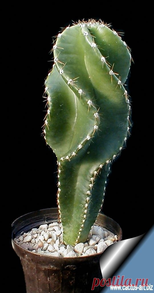 Цереус forbesii var. spiraliforme (перевод Bibg)