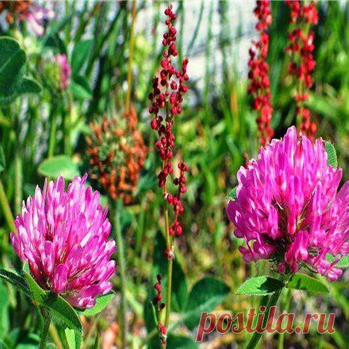 Клевер справился с шумом в ушах | Друг пенсионера