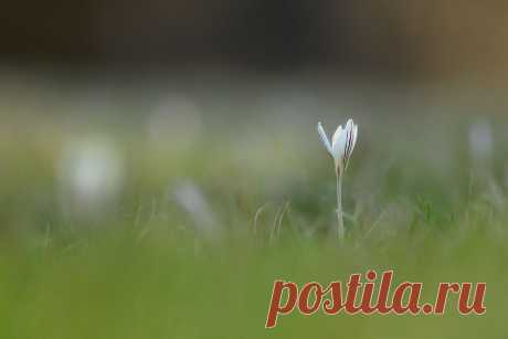 35PHOTO - Роман Рысь - Шафранчик