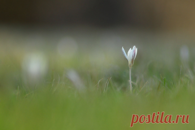 35PHOTO - Роман Рысь - Шафранчик